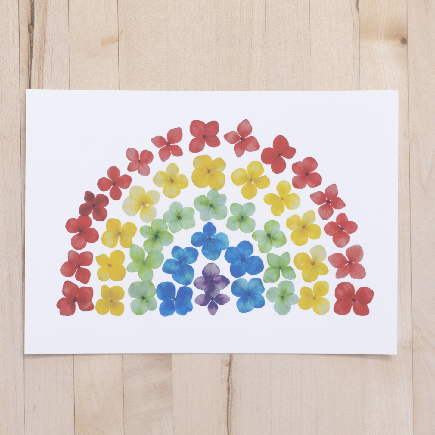 Rainbow Hydrangea Print